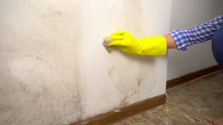 Best Mold Odor Removal Services  in USA